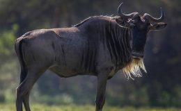 11 gün boyunca aralıksız olarak 12 bin kilometre uçtu